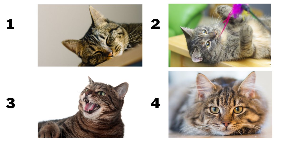 Personality test: uncover your cat-position preferences to reveal your true self!