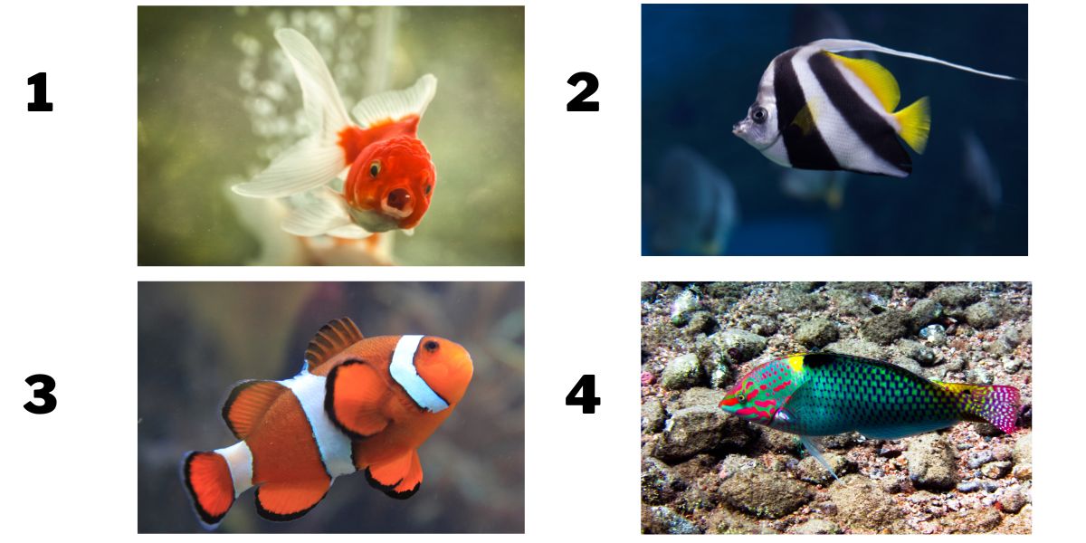 Hooked on personality: what kind of fish are you?