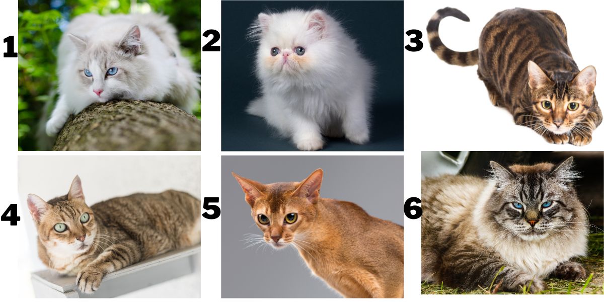 Personality test: What cat breed matches your personality? Choose a photo to find out!