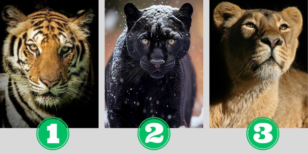 Personality Test: choose a big cat to see how independent your are!
