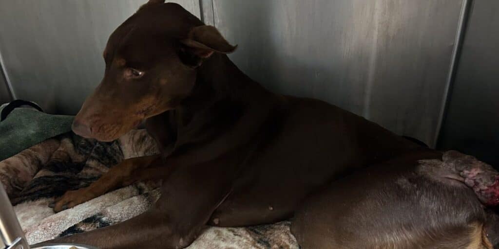 Doberman rescue Chicago appeal to save dog with health issues