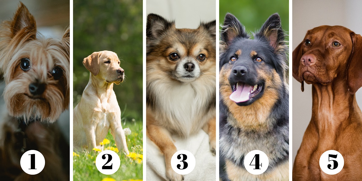 Personality Test -dogs