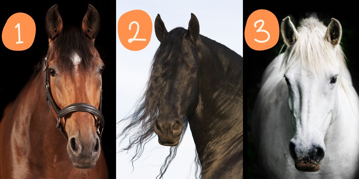 Personality test: choose a horse to discover how good a listener you are!