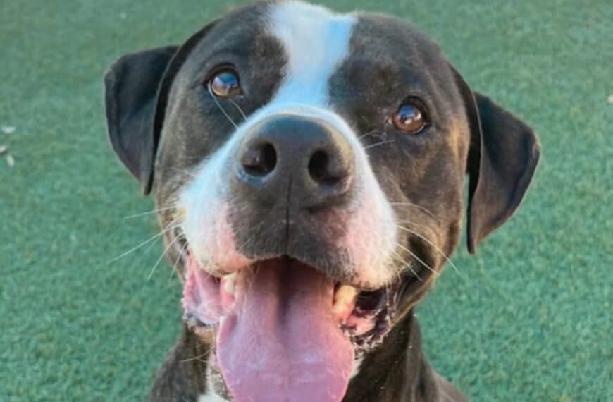 Rescue story: the shelter dog desperate for love and overlooked by everyone time and time again