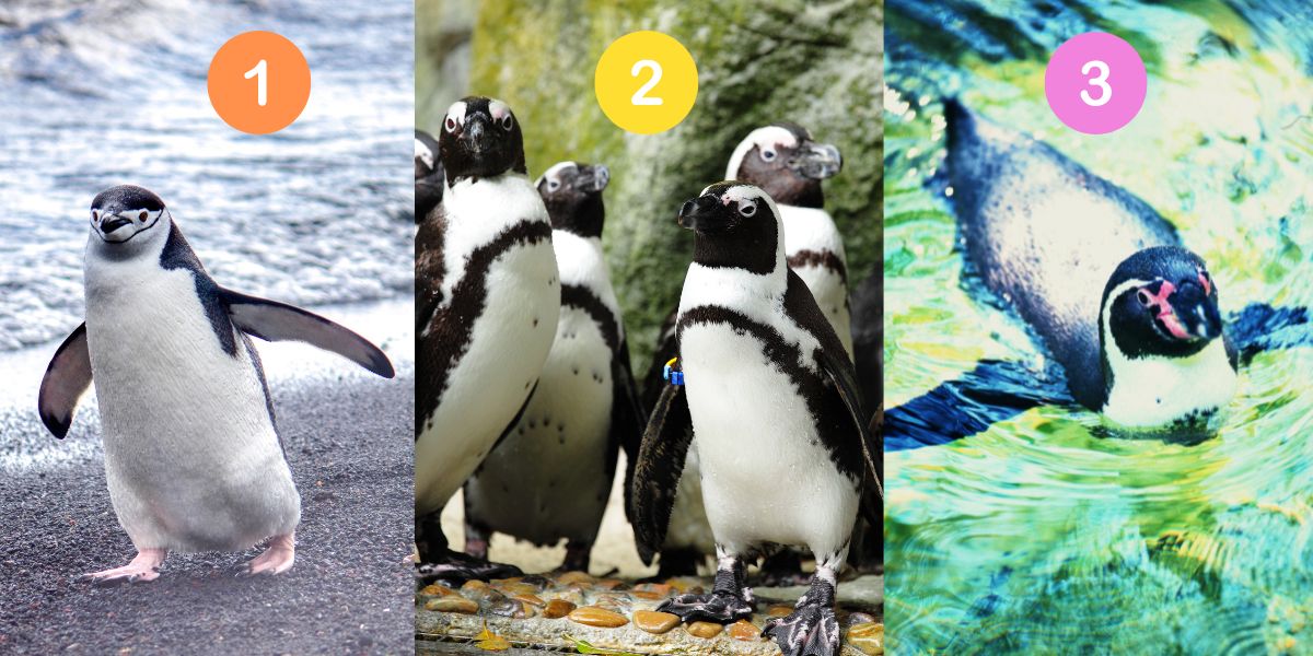 Personality test: what your choice of penguin image reveals about you!