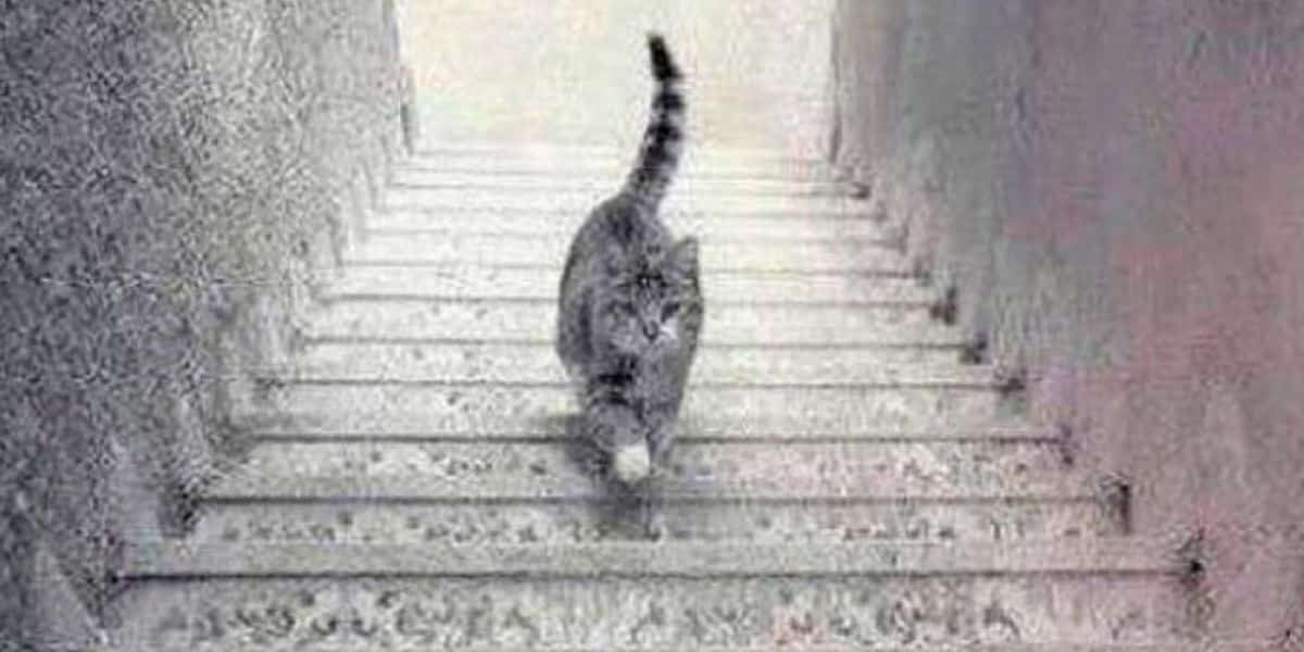 Tes kepribadian: mengungkap rahasia pikiran dengan ilusi optik kucing yang penuh teka-teki ini