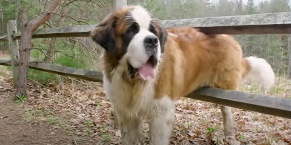 Heartrending journey of cosmo: from an abandoned Saint Bernard to a ...